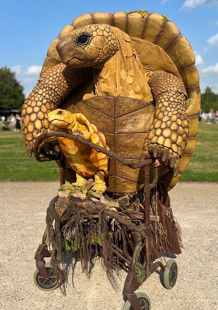 Grandmother Tortoise