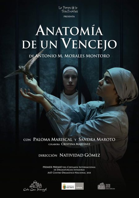 Anatomía de un vencejo